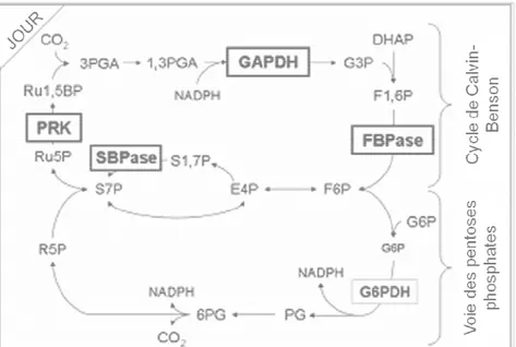 Figure 11.  Réduction  des  enzymes  du  cycle  de  Calvin enzymes de la voie oxydative des pentose de  type f en  phase lumineuse 