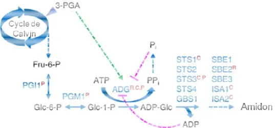 Figure 14.  Modèle  de  la  voie  de  biosynthèse  de  l'amidon  dans  les  plastes  Kötting et al