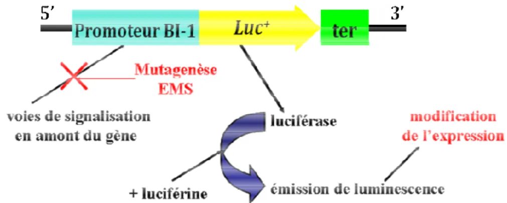 Figure 16.  Principe  du  crible  de  mutants  qui  ont  la  construction  Image tirée de la thèse de Djoumad (2010).