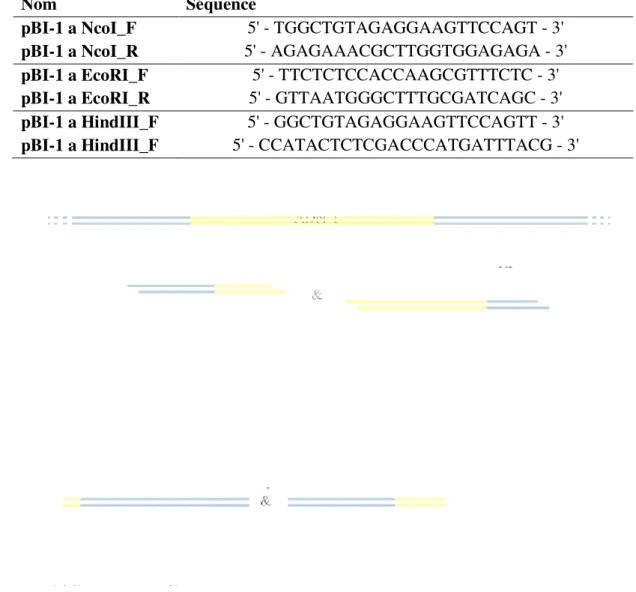 Tableau 1.  Amorces  utilisées  pour  les  PCR utilisée.  Nom  pBI-1 a NcoI_F  pBI-1 a NcoI_R  pBI-1 a EcoRI_F  pBI-1 a EcoRI_R  pBI-1 a HindIII_F  pBI-1 a HindIII_F  Figure 17