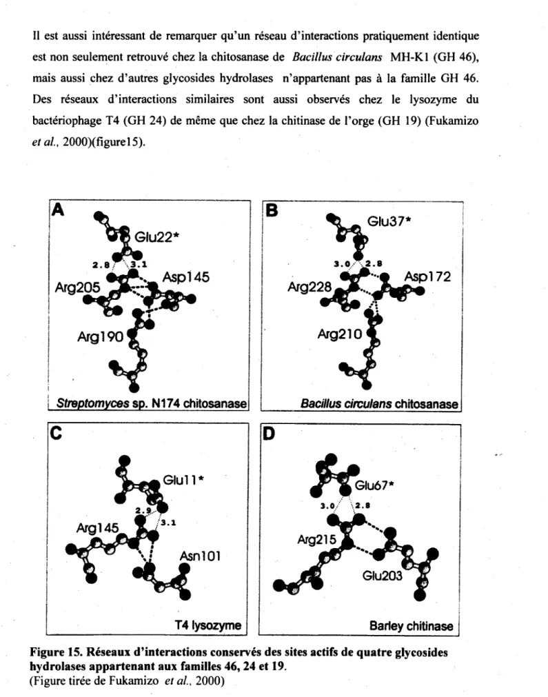 Figure 15. Reseaux d'interactions conserves des sites actifs de quatre glycosides  hydrolases appartenant aux families 46,24 et 19