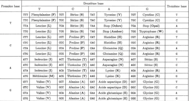 Tableau 1.2:  Codons  de  l'ADN. 