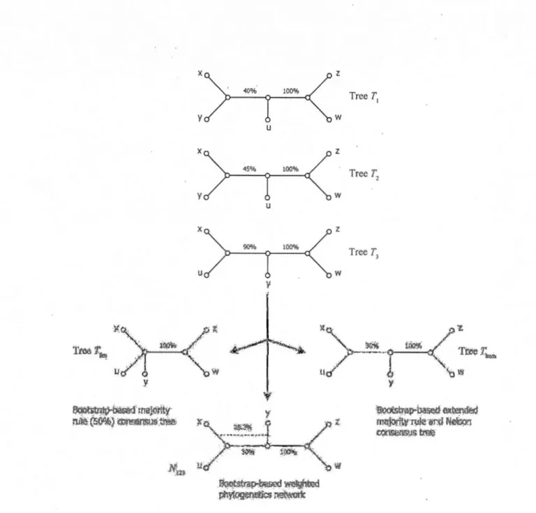 Figure  1.1  Bootstrap-based consensus trees  and networks.  Bootstrap-based majorityrule consensus tree  Tbm,  bootstrap-based  extended  majority  rule  consensus  tree  Them  and  weighted  implicit  phylo genetic  network Nm for  a collection of three 