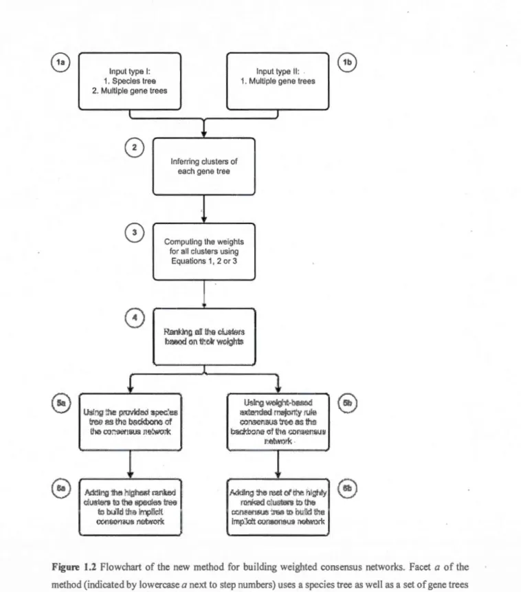 Figure  1.2  Flowchart  of the  new  method  for  building  weighted  consensus  networks