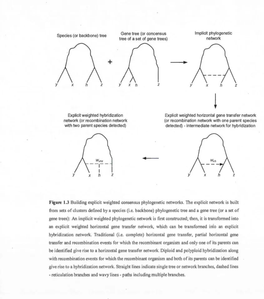 Figure  1.3  Building expli cit weighted  con sensus  phylogenetic  networks.  Th e expli cit  network  is  built  from  sets  of clusters de fined by a  species (i.e