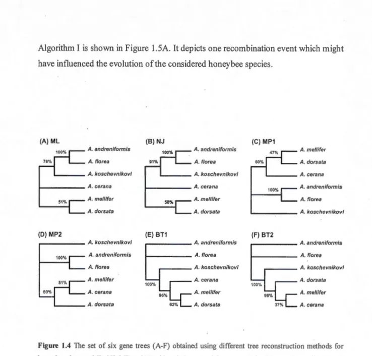 Figure  1.4  The  set  of six  gene  trees  (A-F)  obtained  using  differe nt  tree  reco nstructi on  methods  fo r  honeybee dataset