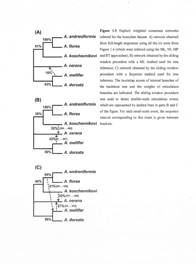 Fig ure  1.5  Explicit  weighted  consensus  networks  inferred  for  the  honeybee  dataset