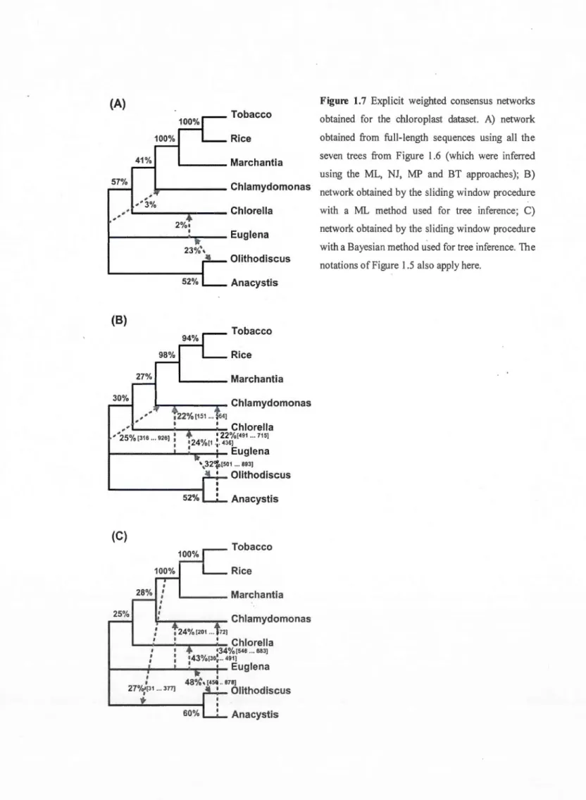 Figure  1.7  Explicit  weighted  consensus  networks  obtained  for  th e  chloroplast  dataset