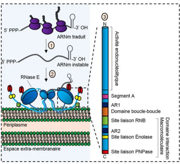 Figure 2. La structure et les fonctions de la RNase E  