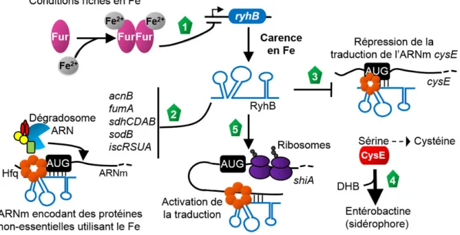 Figure 5. Le modèle de régulation par le sRNA RyhB 