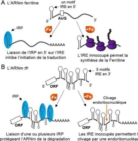 Figure 9. Le mécanisme de régulation post-transcriptionnel par les IRP 
