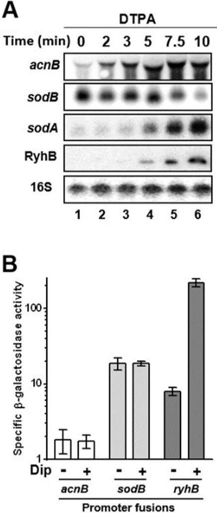Figure S1. RyhB sRNA directly pairs to translational initiation region of acnB mRNA.  (A) Northern blot of total RNA hybridized with acnB, sodB, sodA, RyhB and 16S probes