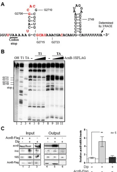 Figure 2. AcnB 3xFLAG  binds to acnB RNA 3′UTR in vitro and in vivo in Fe-depleted media