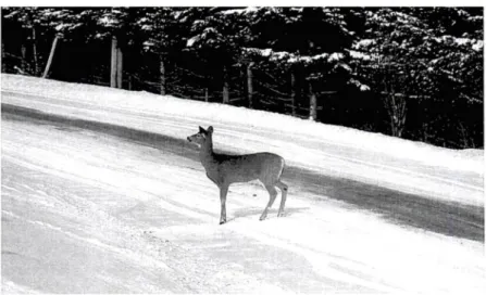 Figure 1  :  un cerf aventureux sur une route estrienne  (photo  :  Vincent Tricard,  2008)