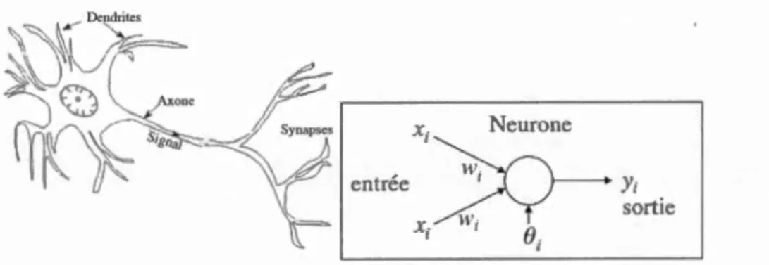 Figure 3.1  Comparais on schématique  entre  un  neurone  bio log ique  et a rtific ie l  (adapté  de  (77))