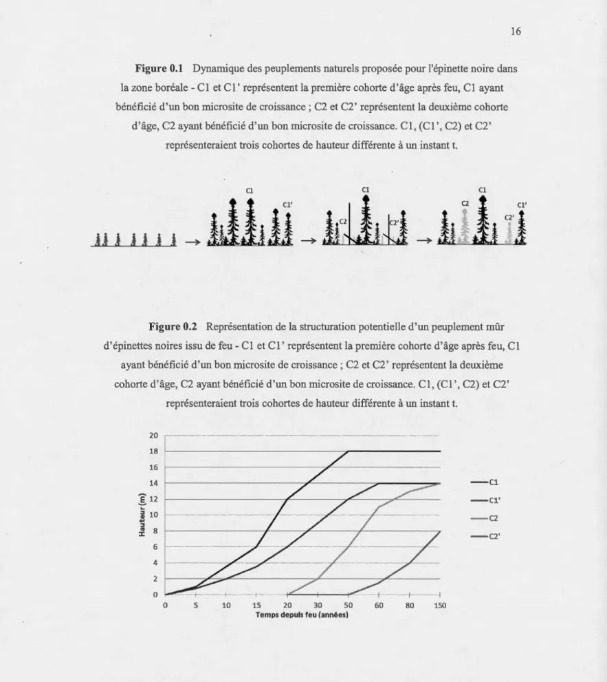 Figure 0.1  Dynamique des peuplements natmels proposée pom l'épinette noire dans  la zone boréale- Cl et Cl' représentent la première cohorte d'âge après feu , Cl  ayant  bénéficié d'un bon microsite de croissance ; C2 et C2' représentent la deuxième cohor