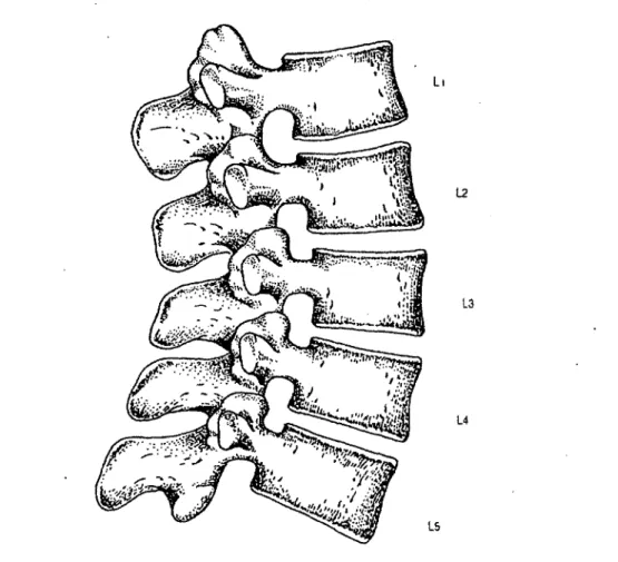 Figure 3: Les vertèbres lombaires (Bogduk, 2005) 