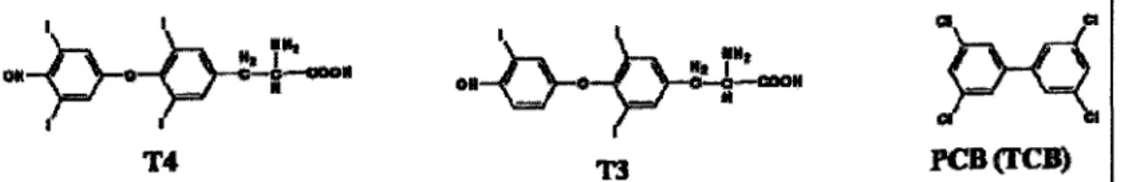 Figure  2  : Comparaison  des molécules de thyroxine (T 4)  et de triiodothyronine (T 3)  avec une molécule  de  biphényle  polychloré  (BPC) (tiré d'une présentation : Répartition  spatio-temporelle de l'hypothyroïdie  au Québec (Gagnon et a/