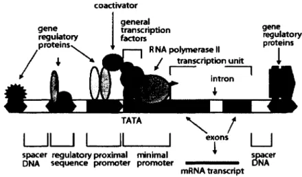Figure 1-2 Structure typique d'un promoteur eucaryote. 