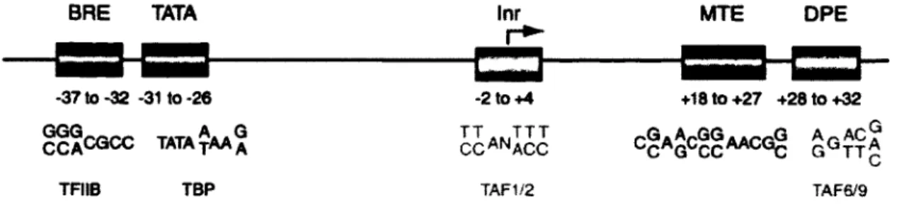 Figure 1-3 Structure du promoteur de base (corepromoter) 