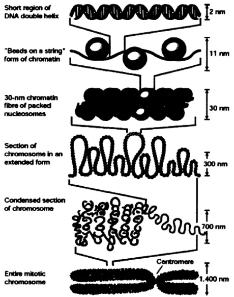 Figure 1-5 Niveaux de compaction de la chromatine. 