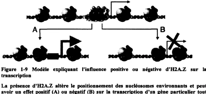 Figure  1-9  Modèle  expliquant  l'influence  positive  ou  négative  d'H2A.Z  sur  la  transcription 