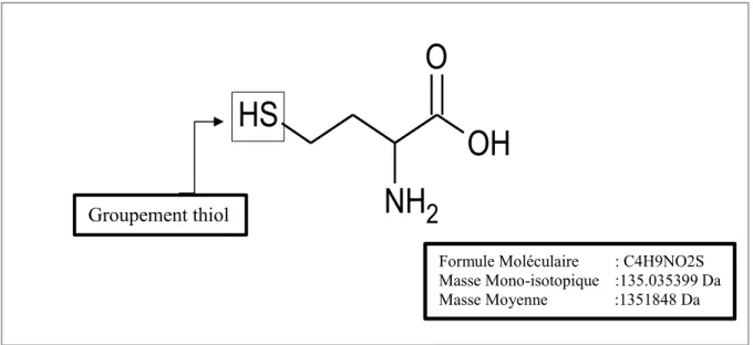 Figure 1 Structure de l’Homocystéine 