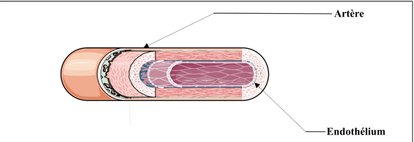 Figure 3 Coupe transversale d’un vaisseau sanguin 