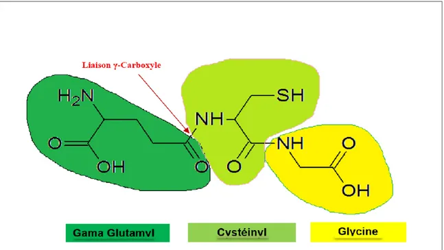 Figure 5 Structure du Glutathion avec une emphase sur la liaison carboxyle 