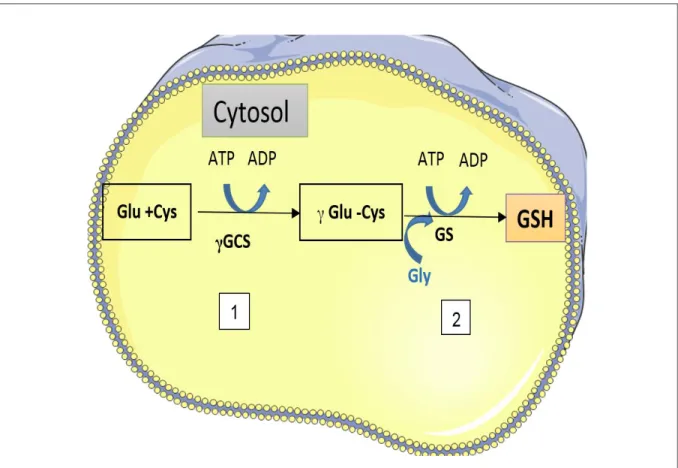Figure 6 : Mécanisme de synthèse du glutathion 
