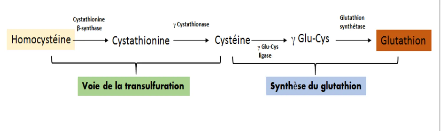Figure 7 : Relation entre la voie de Transsulfuration et la synthèse du glutathion  dans le foie 