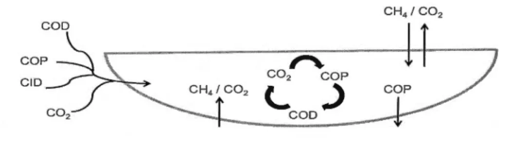 Figure 0.1  Cycle du carbone dans un  lac , modifié de Prairie et Cole (2009). 