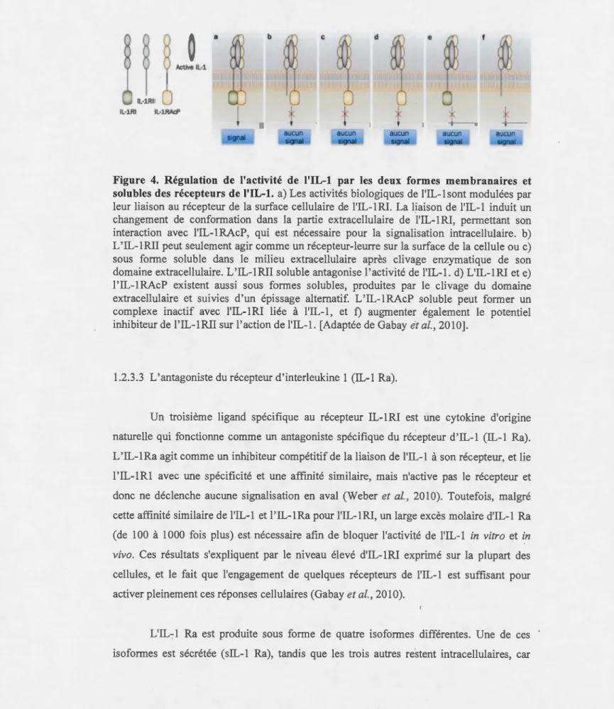 Figure  4.  Régulation  de  l'activité  de  l'IL-l  par  les  deux  formes  membranaires  et  solubles des  récepteurs de l'IL-l