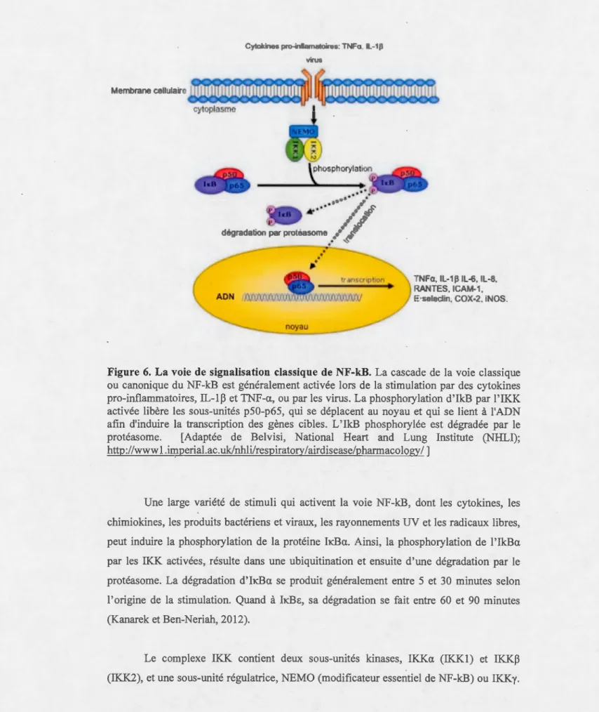 Figure 6.  La voie  de signalisation  classique de NF-kB.  La cascade de  la  voie  classique  ou  canonique  du  NF-kB  est  généralement activée  lors  de  la  stimulation  par  des  cytokines  pro-inflammatoires,  IL-1~  et TNF-a,  ou par les  virus