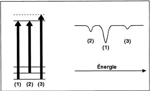 Figure 1.5 Phenomenes observees en absorption : (1) absorption a partir du niveau