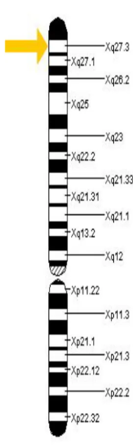Figure 2. Chromosome X atteint par le SXF. Représentation du locus q27.3 (flèche jaune), région où se  situe  la  mutation  du  gène  FMR1  (figure  tirée  du  National  Library  of  Medecine  avec  approbation  d’utilisation)