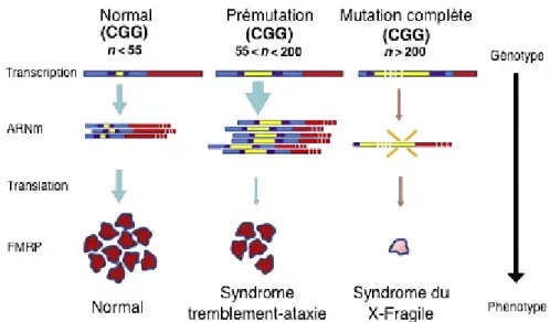 Figure 3. Expression du gène FMR1. Transcription du gène FMR1 en ARNm et traduction de la FMRP