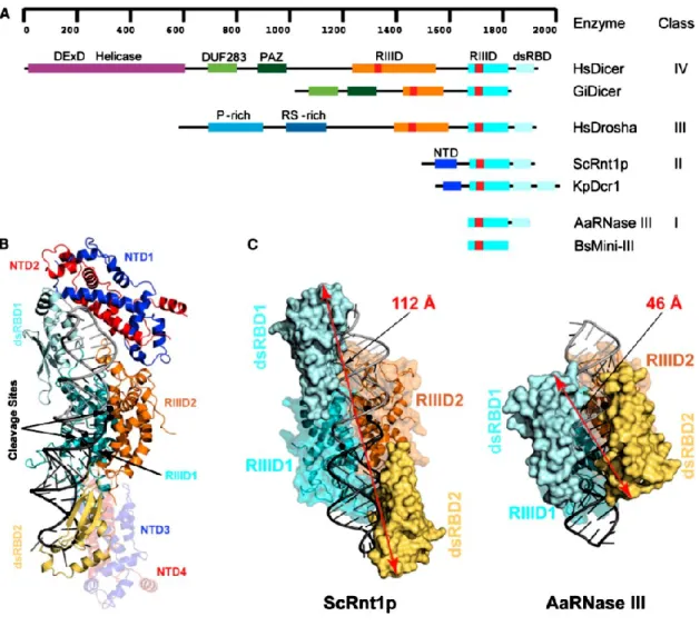 Figure 1 : La famille des ARNases III, domaines et structures. (Liang et al. 2014). 