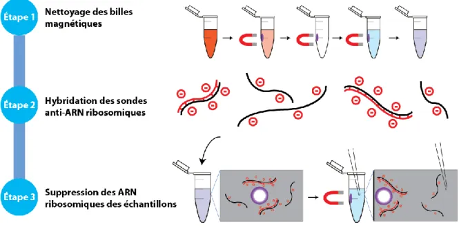 Figure 7 : Principe du retrait de l’ARN ribosomique, Ribo-Zero® rRNA Removal Kit. 