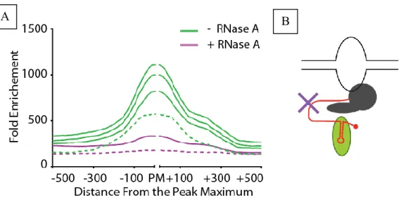 Figure 16 : Profils d’enrichissement des lectures associées à la protéine Rnt1p et  Schéma explicatif de la technique