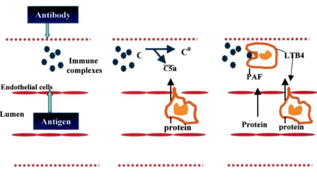 Figure 1  Schematic representation of the possible events occurring in the RP A  (ROSSI, 1992) 