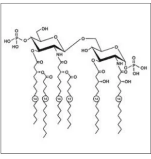 Figure 4 : Structure moléculaire des lipopoplysaccharides (LPS),  tiré de www.landesbioscience.com 