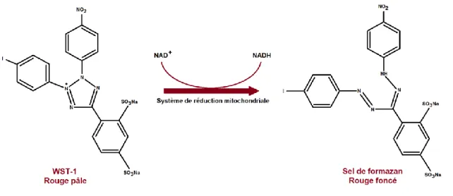 Figure 1 : Réaction de transformation mitochondriale du WST-1 en sel de formazan  [Inspirée du guide d'utilisation du réactif (Roche, 2011)]  