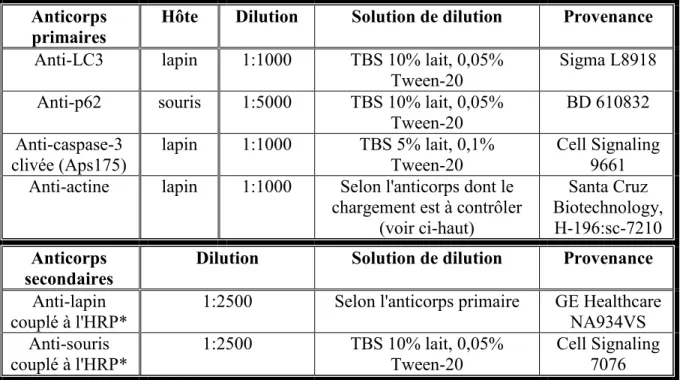 Tableau 2 : Anticorps utilisés pour les immunobuvardages de type western  Anticorps 