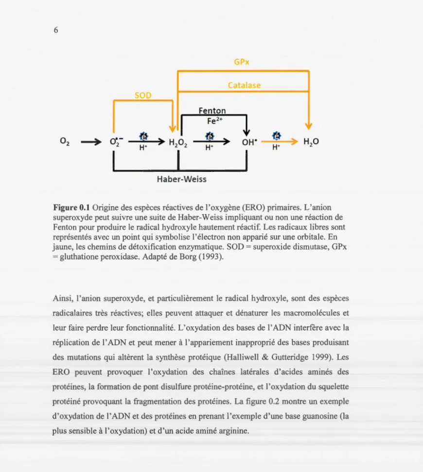 Figure 0.1  Origine des espèces réactives de l'oxygène (ERO) primaires. L'an ion  su peroxyde peut suivre  une suite de Haber-Weiss impliquant ou non  une réaction de  Fenton pour produire le  radical  hydroxyle hautement réactif