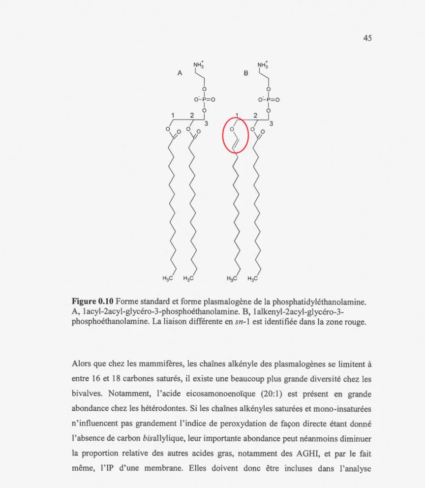 Figure 0.10 Forme standard et forme plasmalogène de la phosphatidyléthanolamine. 