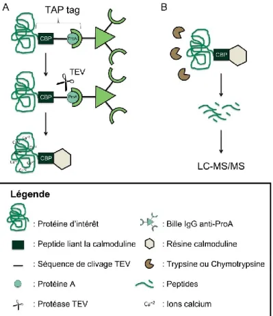 Figure 2. Méthode de purification en tandem utilisant une double étiquette TAP  