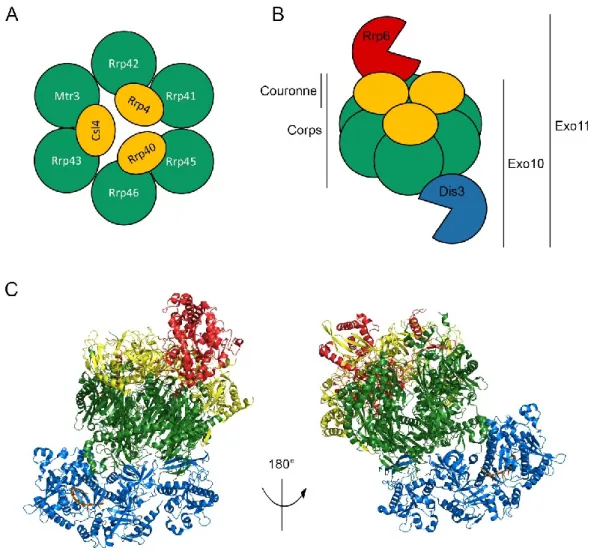 Figure 3. Architecture de l’exosome à ARN eucaryote 