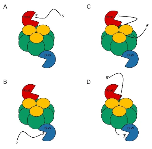 Figure 4. Voies d’engagement des substrats d’ARN au complexe de l’exosome 