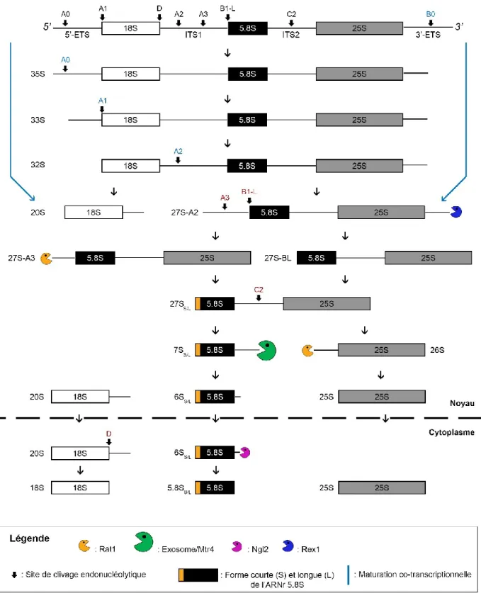 Figure 6. Schéma de la maturation des pré-ARN ribosomaux chez les levures 